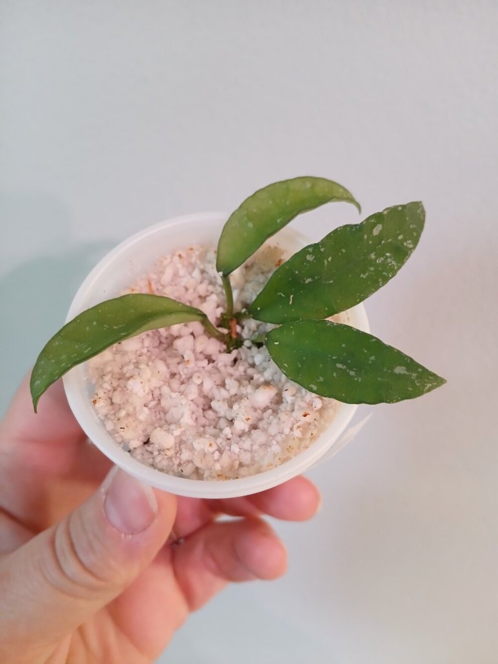 Hoya SR-2010-055